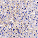 Immunohistochemistry analysis of paraffin-embedded mouse liver using E-Cadherin Monoclonal Antibody at dilution of 1:300.
