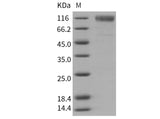 > 95 % as determined by reducing SDS-PAGE.
