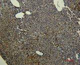 Immunohistochemistry of paraffin-embedded Rat liver tissue using Transferrin Monoclonal Antibody at dilution of 1:50.