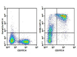Anti-Mouse CD90.2 Antibody [53-2.1] - ABMIUM