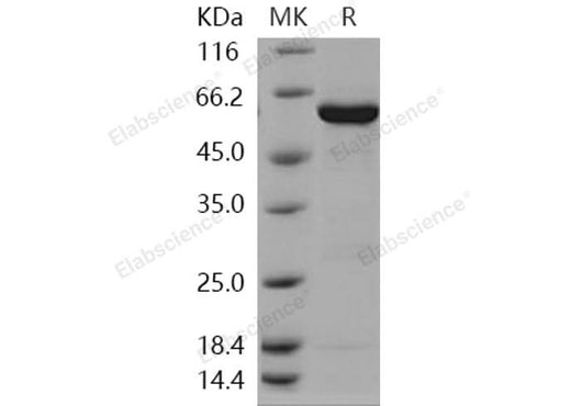 > 90 % as determined by reducing SDS-PAGE.