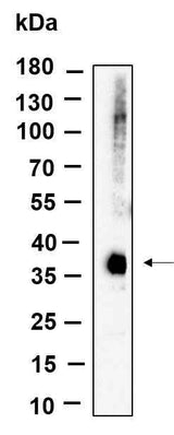 Anti-Human/Mouse/Rat eIF2α Antibody [B927]