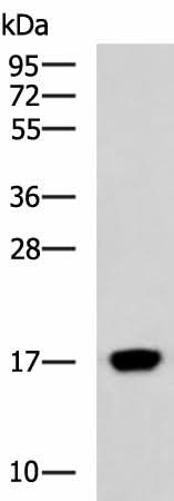 Western blot analysis of Human heart tissue lysate using C15orf40 Polyclonal Antibody at dilution of 1:400