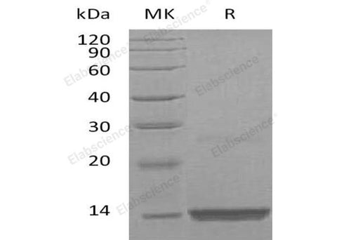 > 95 % as determined by reducing SDS-PAGE.