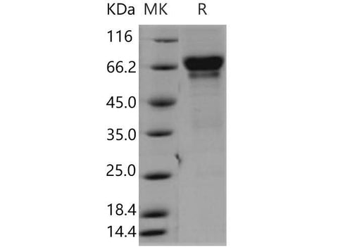 > 90 % as determined by reducing SDS-PAGE.