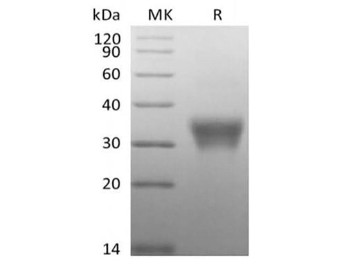 > 95 % as determined by reducing SDS-PAGE.