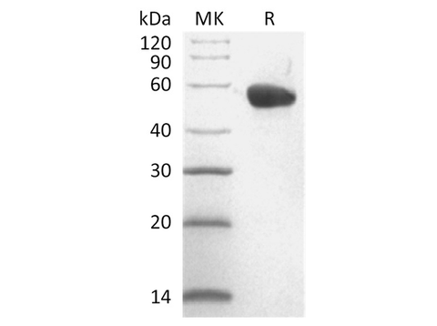 > 95 % as determined by reducing SDS-PAGE.