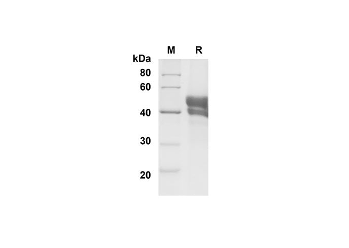 SDS-PAGE analysis of Mouse CD27 Ligand/TNFSF7 proteins , 2 μg/lane of Recombinant Mouse CD27 Ligand/TNFSF7 proteins was resolved with SDS-PAGE under reducing conditions , showing bands at 45 kDa.