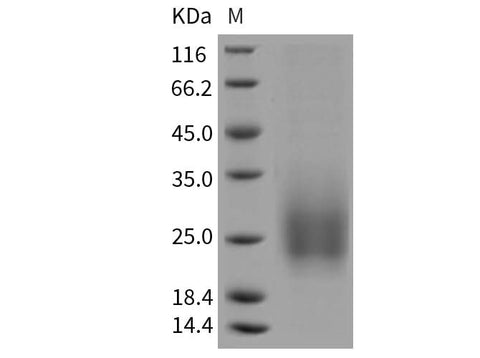 > 95 % as determined by reducing SDS-PAGE.
