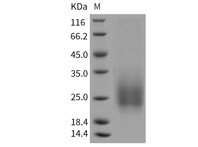 > 95 % as determined by reducing SDS-PAGE.