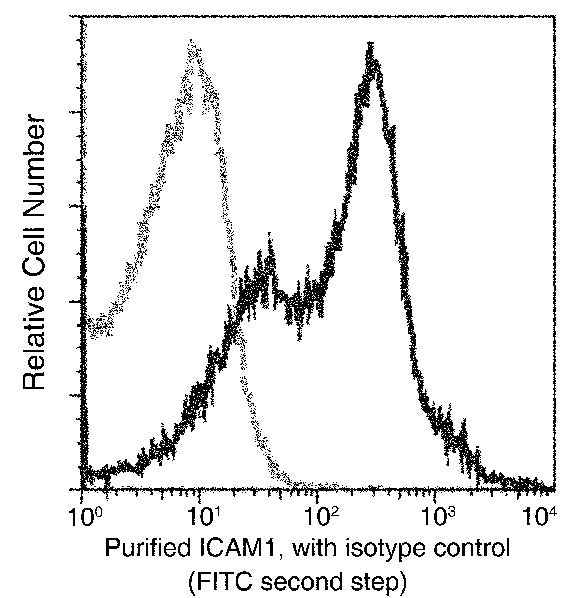 Anti-Rat ICAM1 Antibody [B514] - ABMIUM