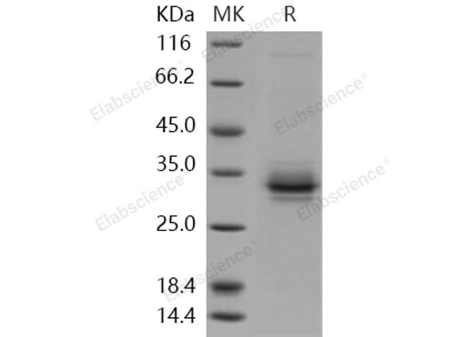 > 87 % as determined by reducing SDS-PAGE.