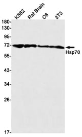 Western blot detection of Hsp70 in K562,Rat Brain,C6,3T3 cell lysates using Hsp70 Rabbit mAb(1:1000 diluted).Predicted band size:70kDa.Observed band size:70kDa.
