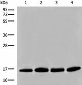 Western blot analysis of Human prostate tissue PC-3 A549 and TM4 cell lysates using HIST1H2BA Polyclonal Antibody at dilution of 1:500