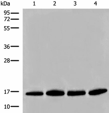 Western blot analysis of Human prostate tissue PC-3 A549 and TM4 cell lysates using HIST1H2BA Polyclonal Antibody at dilution of 1:500