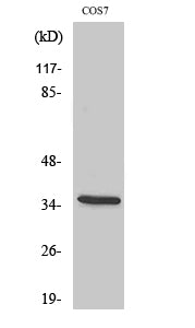 Western Blot analysis of COS-7 cells with Phospho-IkB alpha (Ser32/S36) Polyclonal Antibody