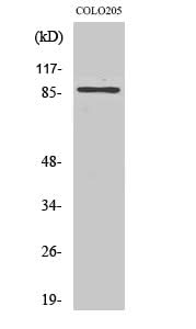 Western Blot analysis of Jurkat cells using FOXO3 Polyclonal Antibody at dilution of 1:1000.