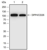 Anti-Human/Rat/Mouse DPP4/CD26 Antibody [A680]