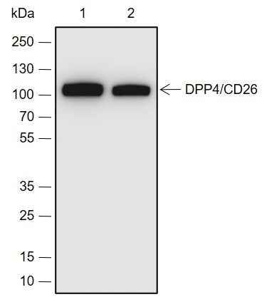 Anti-Human/Rat/Mouse DPP4/CD26 Antibody [A680]