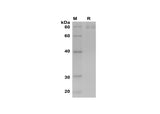 SDS-PAGE analysis of Human Myeloperoxidase/MPO proteins, 2 μg/lane of Recombinant Human Myeloperoxidase/MPO proteins was resolved with SDS-PAGE under reducing conditions, showing bands at 80 kDa.