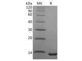 Recombinant Human CCL23 Protein - ABMIUM