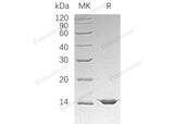 > 95 % as determined by reducing SDS-PAGE.