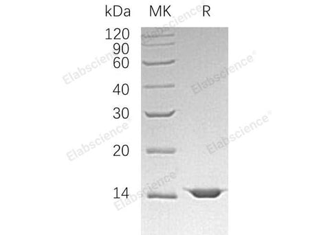 > 95 % as determined by reducing SDS-PAGE.