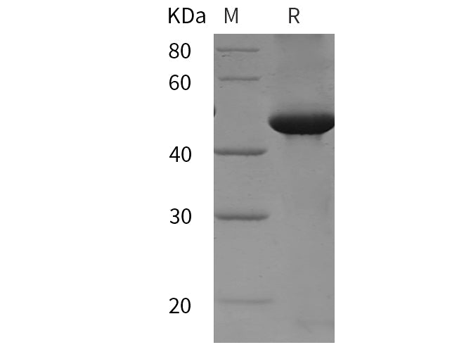 SDS-PAGE analysis of Rat TGF-beta 3/TGFB3 proteins, 2 μg/lane of Recombinant Rat TGF-beta 3/TGFB3 proteins was resolved with SDS-PAGE under reducing conditions, showing bands at 50 kDa.