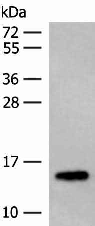 Anti-Human/Mouse/Rat LYRM1 Antibody
