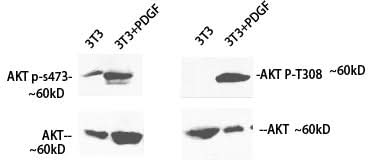 Western Blot analysis of 3T3 cells treated using Phospho-Pan-Akt (Ser473) Polyclonal Antibody at dilution of 1:1000
