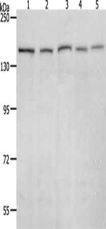 Anti-Human/Mouse/Rat RAD50 Antibody - ABMIUM