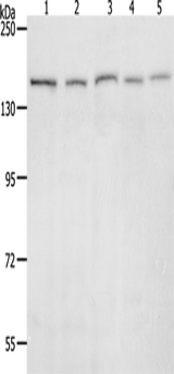 Anti-Human/Mouse/Rat RAD50 Antibody - ABMIUM