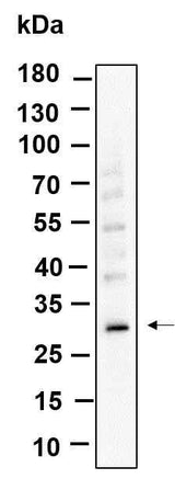 Anti-Human ZWINT Antibody [B995]
