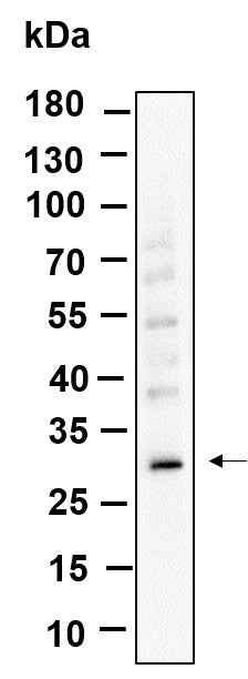 Anti-Human ZWINT Antibody [B995] - ABMIUM