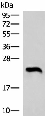 Western blot analysis of Human heart tissue lysate using NEUROG3 Polyclonal Antibody at dilution of 1:1000