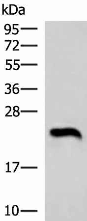 Western blot analysis of Human heart tissue lysate using NEUROG3 Polyclonal Antibody at dilution of 1:1000