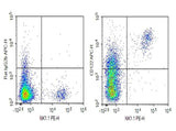 Anti-Mouse CD122 Antibody [TM-Beta 1] - ABMIUM