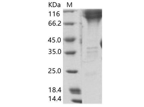 > 90 % as determined by reducing SDS-PAGE.