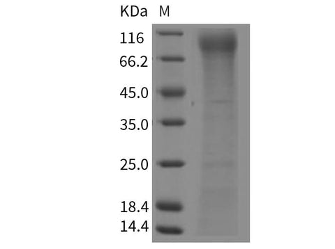> 75 % as determined by reducing SDS-PAGE.