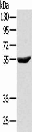 Anti-Human/Mouse/Rat CYTH1 Antibody