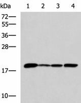 Western blot analysis of K562 Jurkat HepG2 cell Human fetal intestines tissue lysates using AK6 Polyclonal Antibody at dilution of 1:800