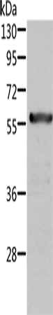 Anti-Human/Mouse/Rat ALDH6A1 Antibody - ABMIUM