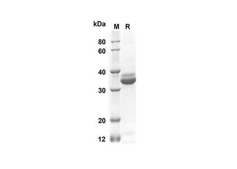SDS-PAGE analysis of Rat IL-10 proteins, 2 μg/lane of Recombinant Rat IL-10 proteins was resolved with an SDS-PAGE under reducing conditions, showing bands at 37.5 kDa.