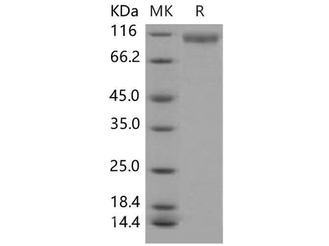 > 95 % as determined by reducing SDS-PAGE.