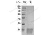Recombinant Human GDF11/BMP-11 Protein - ABMIUM