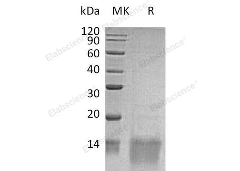 Recombinant Human GDF11/BMP-11 Protein - ABMIUM