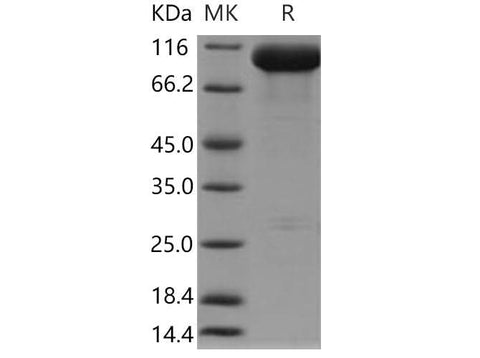 > 88 % as determined by reducing SDS-PAGE.