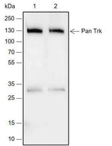 Anti-Rat/Mouse Pan Trk Antibody [A687]