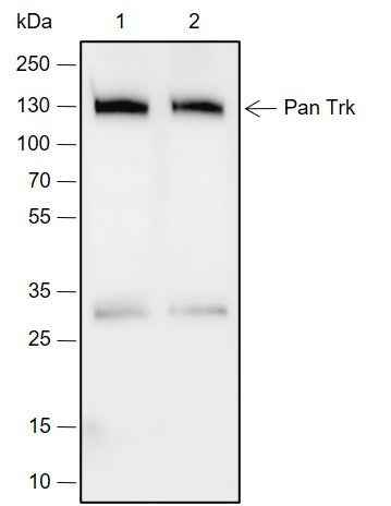 Anti-Rat/Mouse Pan Trk Antibody [A687]
