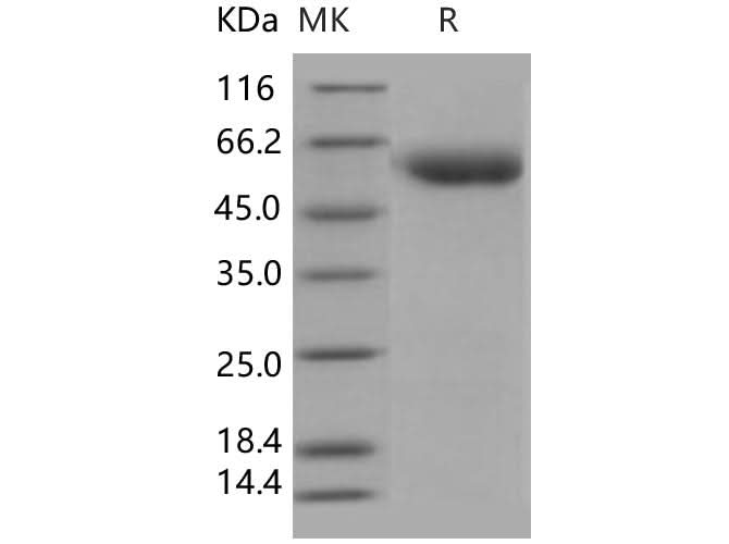 > 97 % as determined by reducing SDS-PAGE.